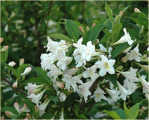 Krzewuszka biała Weigela white