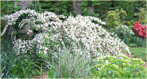 Krzewuszka biała Weigela white