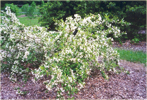 Krzewuszka biała Weigela white