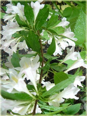 Krzewuszka biała Weigela white