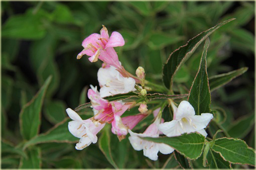 Krzewuszka cudowna Splendid Weigela florida