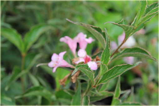 Krzewuszka cudowna Splendid Weigela florida