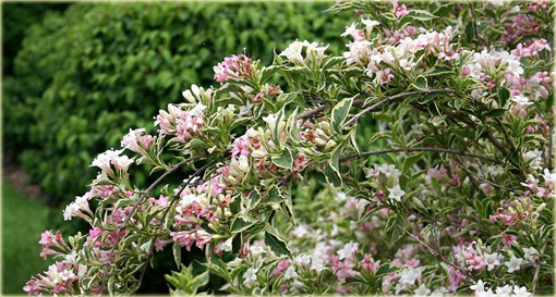 Krzewuszka cudowna Splendid Weigela florida
