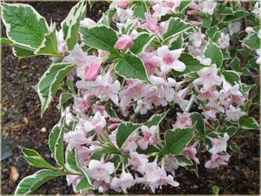 Krzewuszka cudowna Splendid Weigela florida