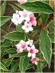 Krzewuszka cudowna Splendid Weigela florida