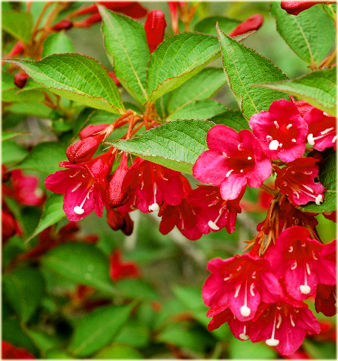 Krzewuszka Eva Rathke czerwona Weigela Eva Rathke