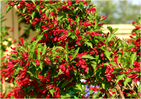 Krzewuszka Eva Rathke czerwona Weigela Eva Rathke
