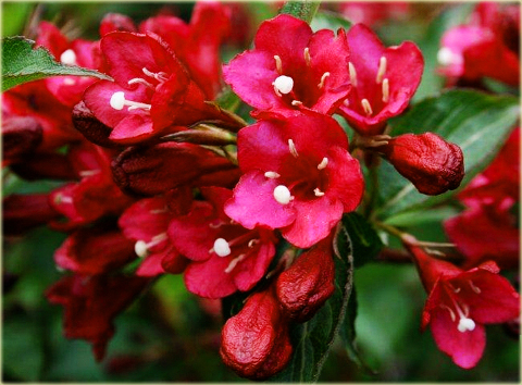 Krzewuszka Eva Rathke czerwona Weigela Eva Rathke