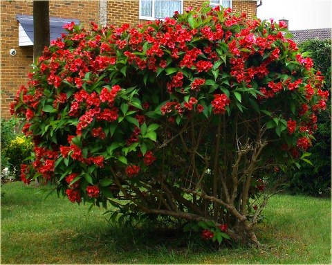 Krzewuszka Eva Rathke czerwona Weigela Eva Rathke