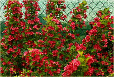 Krzewuszka Eva Rathke czerwona Weigela Eva Rathke