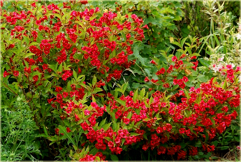 Krzewuszka Eva Rathke czerwona Weigela Eva Rathke