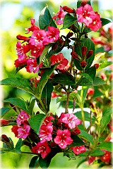 Krzewuszka Eva Rathke czerwona Weigela Eva Rathke