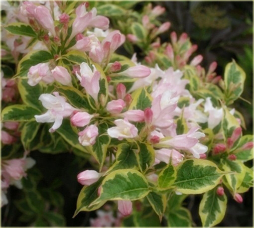 krzewuszka Nana Variegata Weigela Nana Variegata