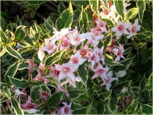 krzewuszka Nana Variegata Weigela Nana Variegata