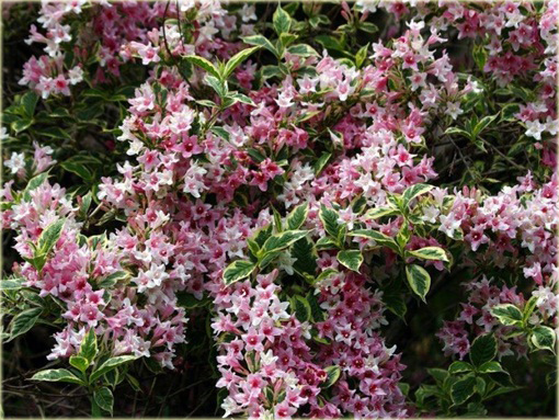 krzewuszka Nana Variegata Weigela Nana Variegata