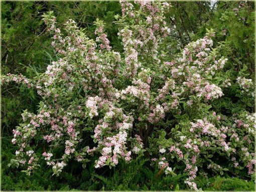 krzewuszka Nana Variegata Weigela Nana Variegata