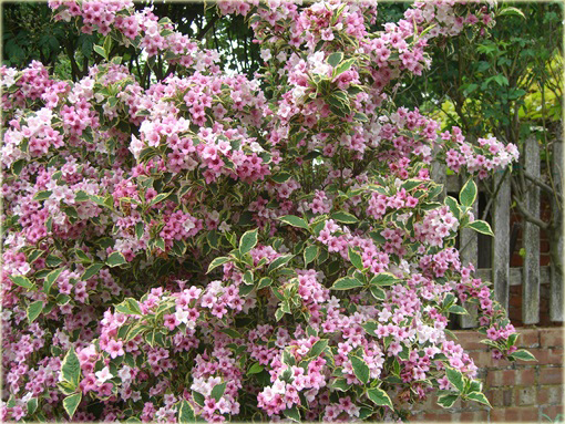 krzewuszka Nana Variegata Weigela Nana Variegata