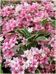 krzewuszka Nana Variegata Weigela Nana Variegata