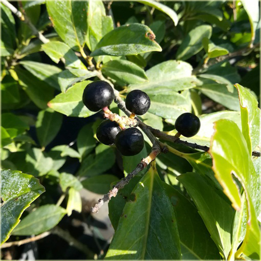 Laurowiśnia Etna Prunus laurocerasus Etna