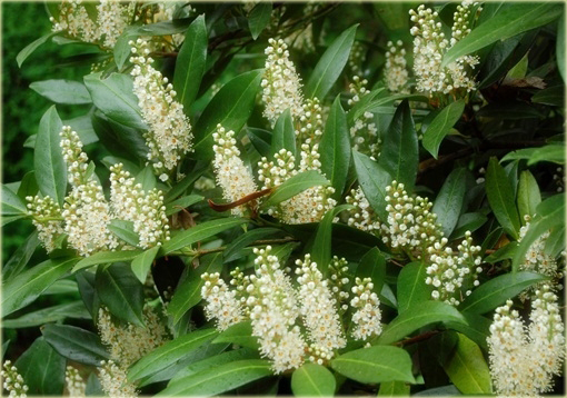 Laurowiśnia Herbergii Prunus laurocerasus Herbergii