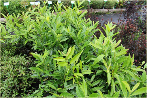 Laurowiśnia Herbergii Prunus laurocerasus Herbergii