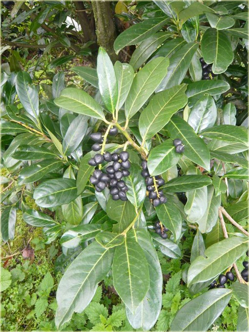 Laurowiśnia Herbergii Prunus laurocerasus Herbergii