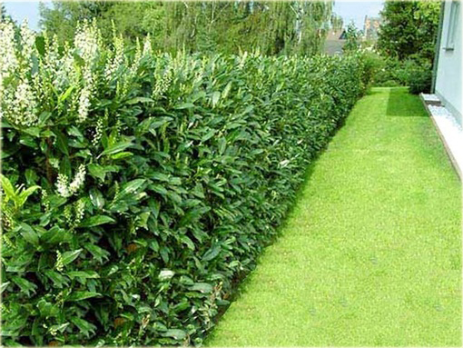 Laurowiśnia wschodnia, wawrzynośliwa Prunus laurocerasus, śliwa wawrzynolistna