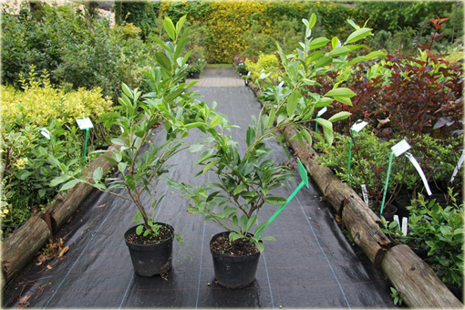 Laurowiśnia wschodnia, wawrzynośliwa Prunus laurocerasus, śliwa wawrzynolistna