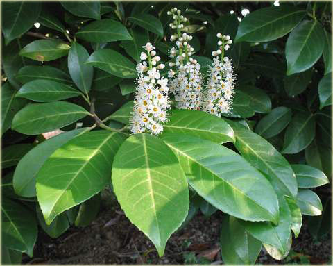 Laurowiśnia wschodnia, wawrzynośliwa Prunus laurocerasus, śliwa wawrzynolistna