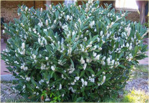 Laurowiśnia wschodnia, wawrzynośliwa Prunus laurocerasus, śliwa wawrzynolistna