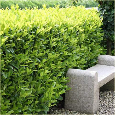 Laurowiśnia wschodnia, wawrzynośliwa Prunus laurocerasus, śliwa wawrzynolistna