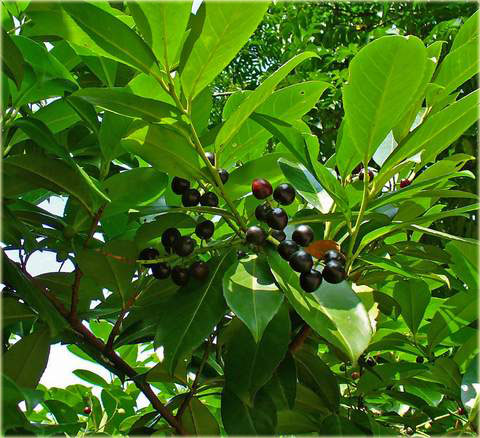 Laurowiśnia wschodnia, wawrzynośliwa Prunus laurocerasus, śliwa wawrzynolistna