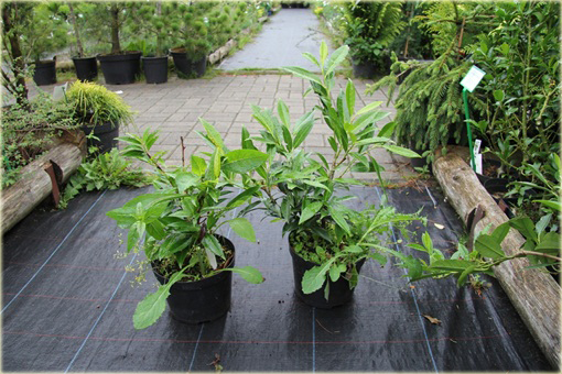 Laurowiśnia wschodnia, wawrzynośliwa Prunus laurocerasus, śliwa wawrzynolistna