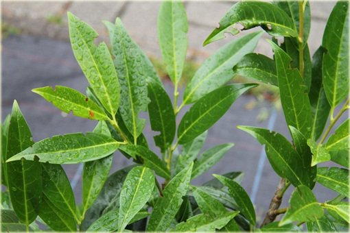 Laurowiśnia wschodnia, wawrzynośliwa Prunus laurocerasus, śliwa wawrzynolistna