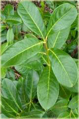 Laurowiśnia wschodnia, wawrzynośliwa Prunus laurocerasus, śliwa wawrzynolistna