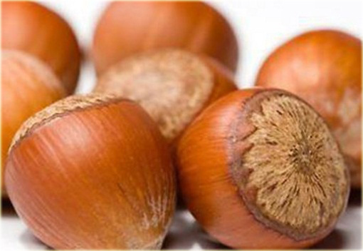 Leszczyna, Orzech laskowy Olbrzymi z Halle Corylus avellana