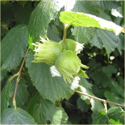 Leszczyna, Orzech laskowy Olbrzymi z Halle Corylus avellana