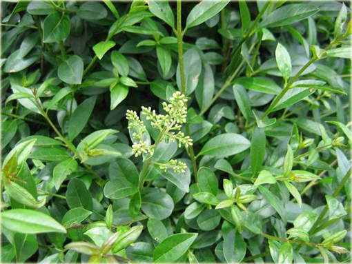 Ligustr Atrovirens Ligustrum vulgare Atrovirens