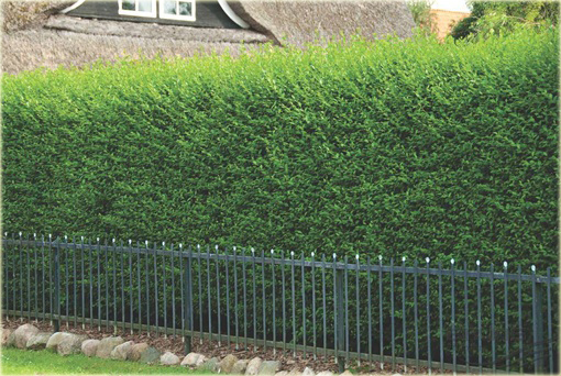 Ligustr Atrovirens Ligustrum vulgare Atrovirens