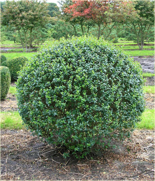 Ligustr Atrovirens Ligustrum vulgare Atrovirens