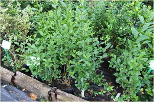 Ligustr Atrovirens Ligustrum vulgare Atrovirens