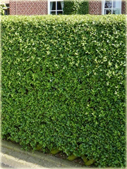 Ligustr Atrovirens Ligustrum vulgare Atrovirens