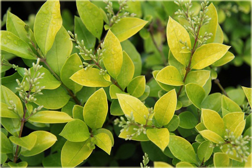 Ligustr Vicaryi Ligustrum Vicaryi