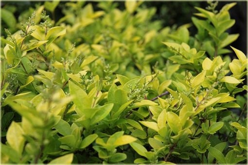 Ligustr Vicaryi Ligustrum Vicaryi