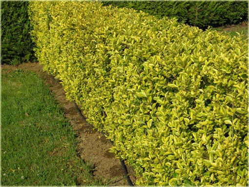 Ligustr Vicaryi Ligustrum Vicaryi