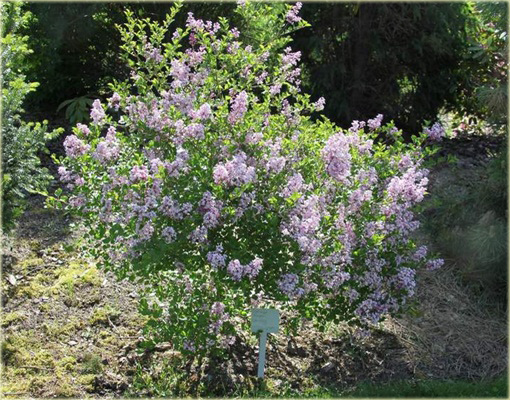 Bez Lilak Meyera Palibin Syringa meyeri Palibin