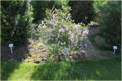 Bez Lilak Meyera Palibin Syringa meyeri Palibin