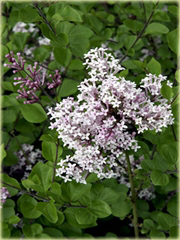 Bez Lilak Meyera Palibin Syringa meyeri Palibin