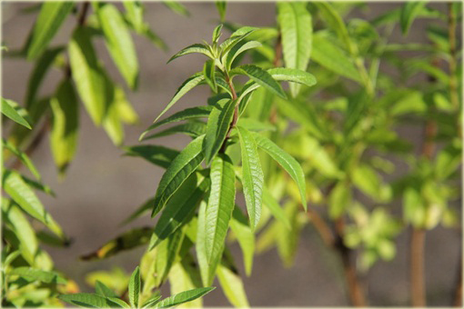 Lippia cytrynowa, Werbena cytrynowa Lippia citriodora