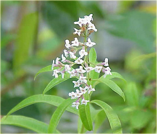 Lippia cytrynowa, Werbena cytrynowa Lippia citriodora